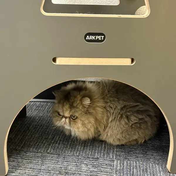 Happy cat guest at K9 Rox Club
